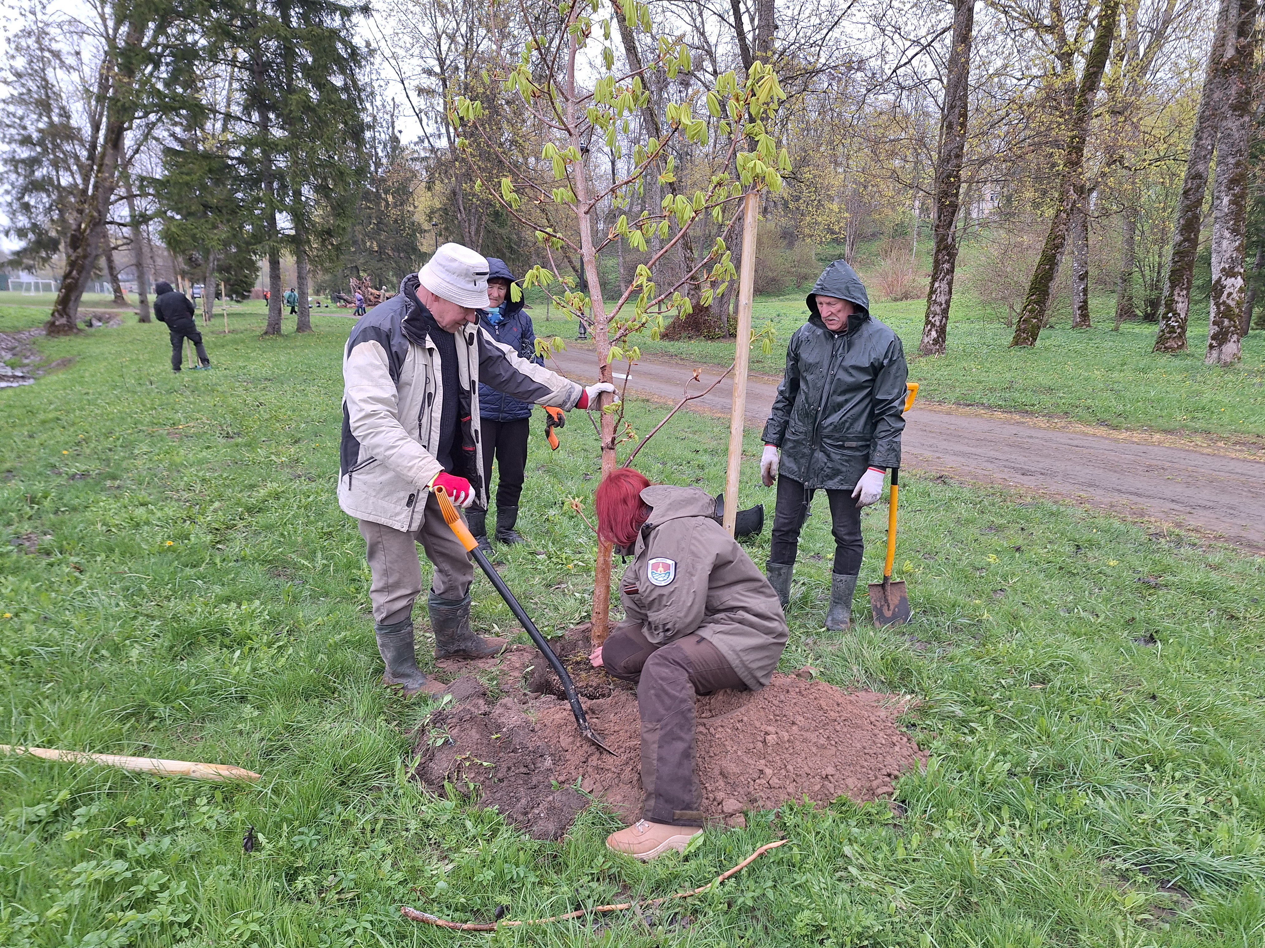 Salantuose pasodinta 200 medžių ir žydinčių krūmų Salantuose pasodinta 200 medžių ir žydinčių krūmų