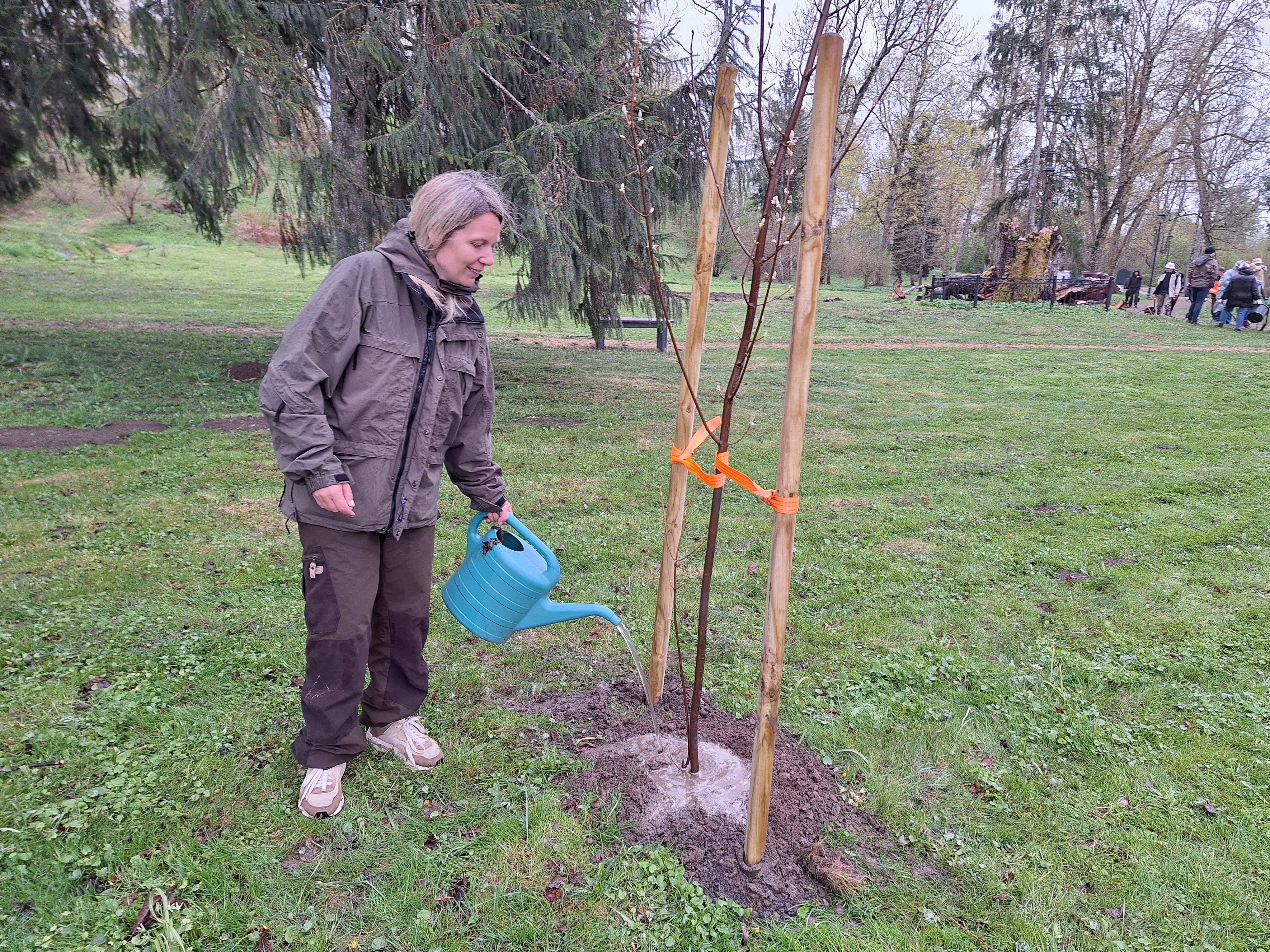 Salantuose pasodinta 200 medžių ir žydinčių krūmų Salantuose pasodinta 200 medžių ir žydinčių krūmų