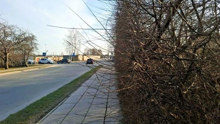 Raginame gyventojus apgenėti gyvatvores