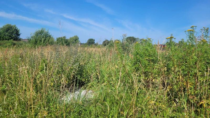 Informacija dėl neprižiūrimų žemės sklypų