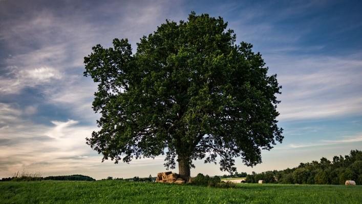 Paskelbti 2026 metų Lietuvos medžio rinkimų prizininkai – Gintarų piliakalnio ąžuolui skirta antroji vieta 