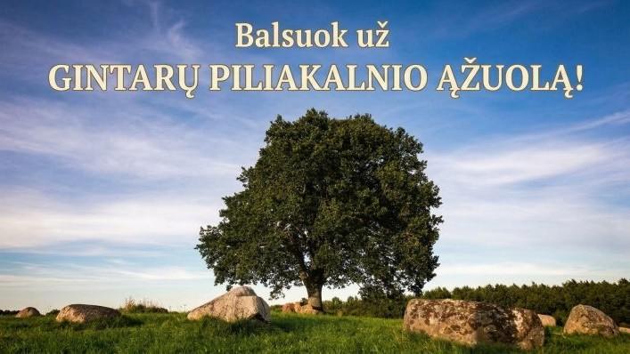 Kviečiame balsuoti už Gintarų piliakalnio ąžuolą!