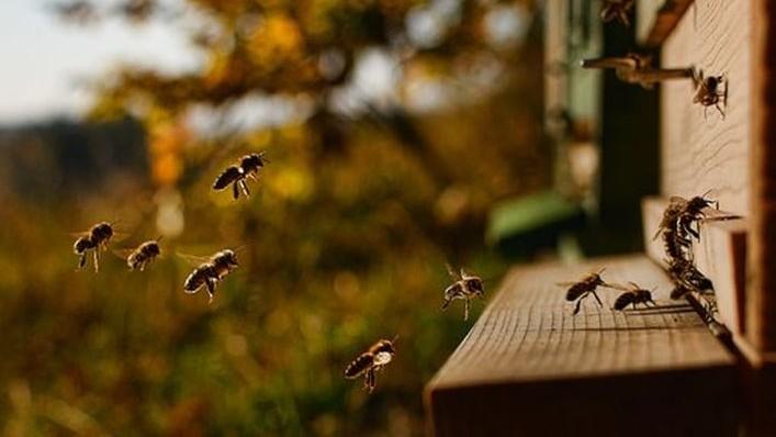Paramos dėl papildomo bičių maitinimo bitininkai galės kreiptis rugsėjį